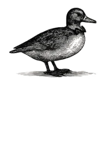The Bow Tie Duck — curators of the earth