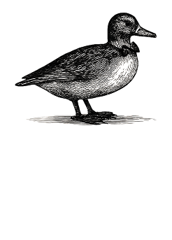 The Bow Tie Duck — curators of the earth